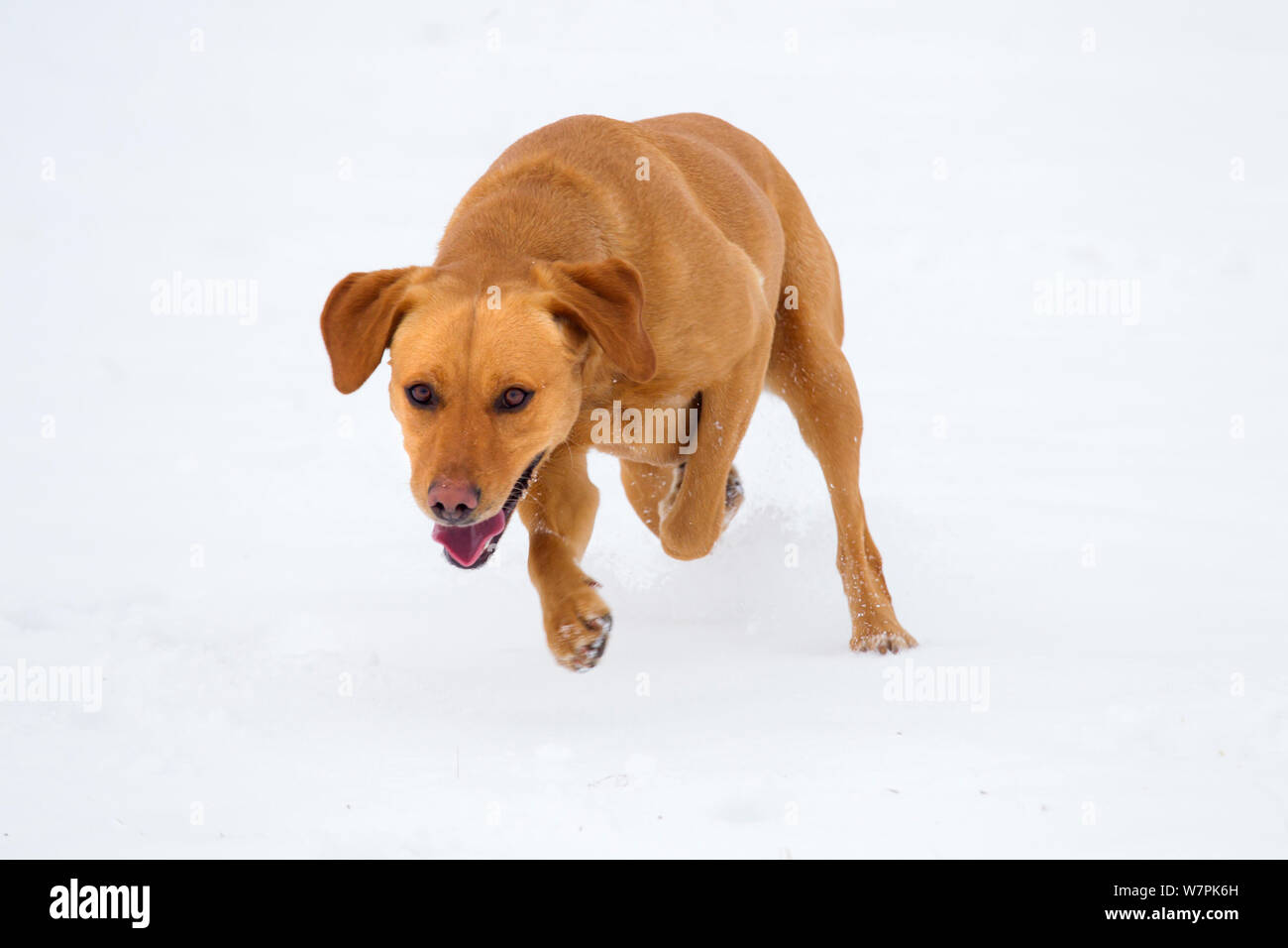 Yellow Labrador playing in snow. Stock Photo