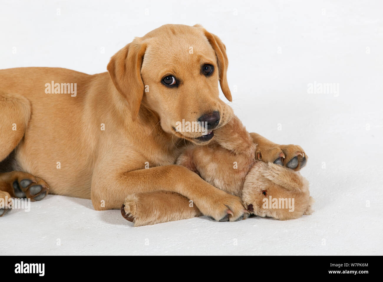 labrador teddy