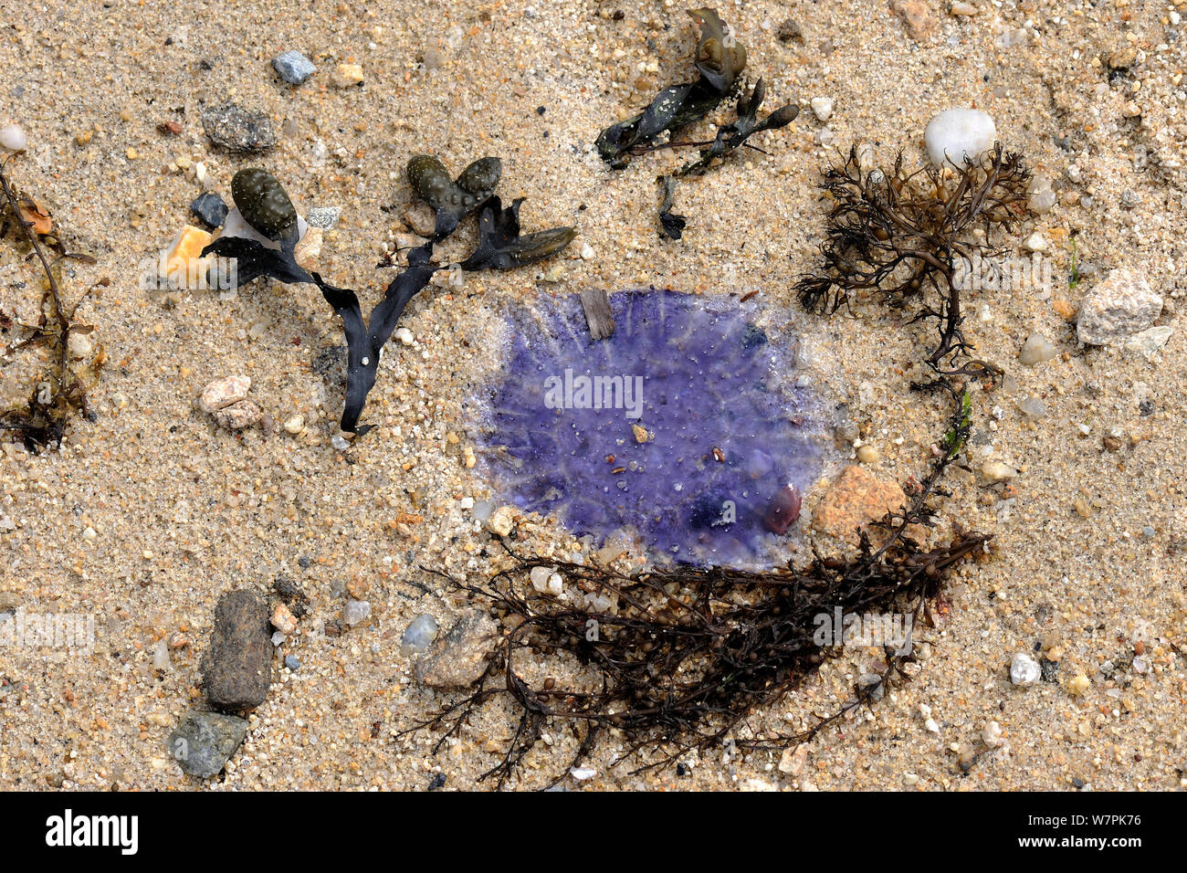Jellyfish and seaweed washed up on beach, Ile-aux-Moines, Morbihan Gulf, Brittany, France, May Stock Photo