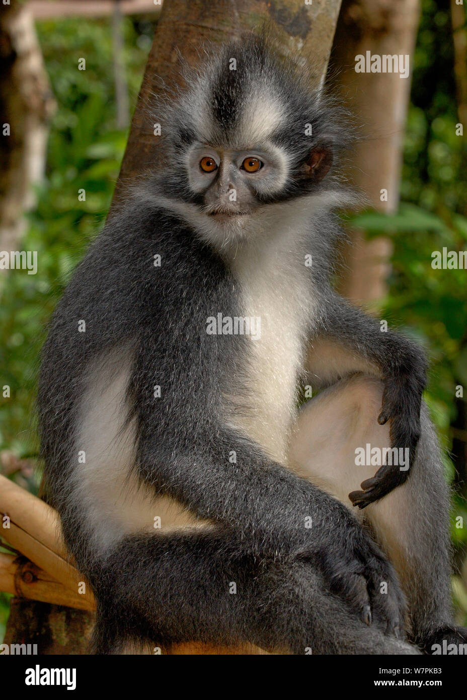 Thomass langurs hi-res stock photography and images - Alamy