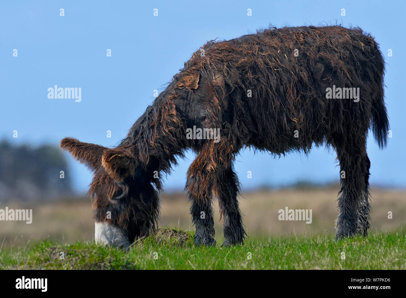 Poitou donkey (Equus asinus) grazing, France Stock Photo