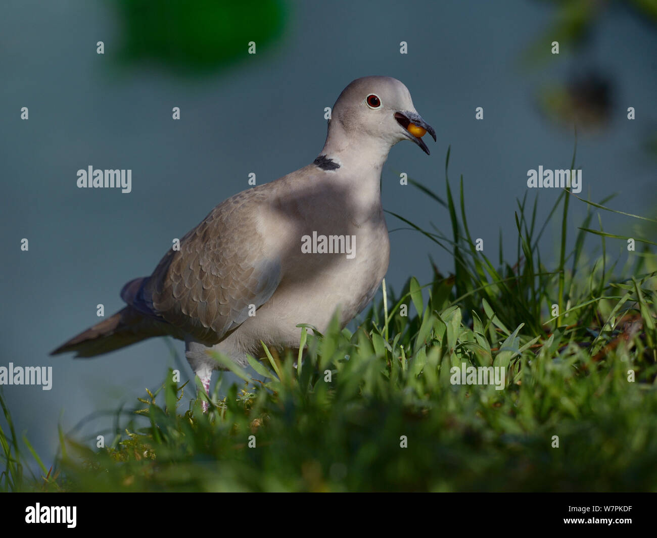 Eurasian collared dove (Streptopelia decaocto) feeding, in grass, West
