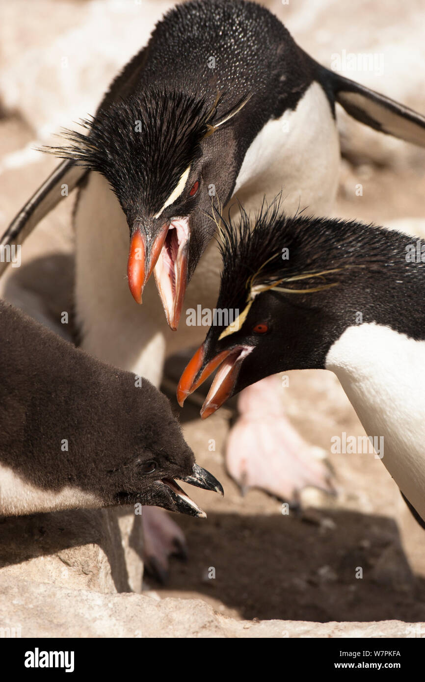 Macaroni Penguin (Eudyptes chrysolophus) adults feeding young chicks, New Island, Falkland Islands Stock Photo