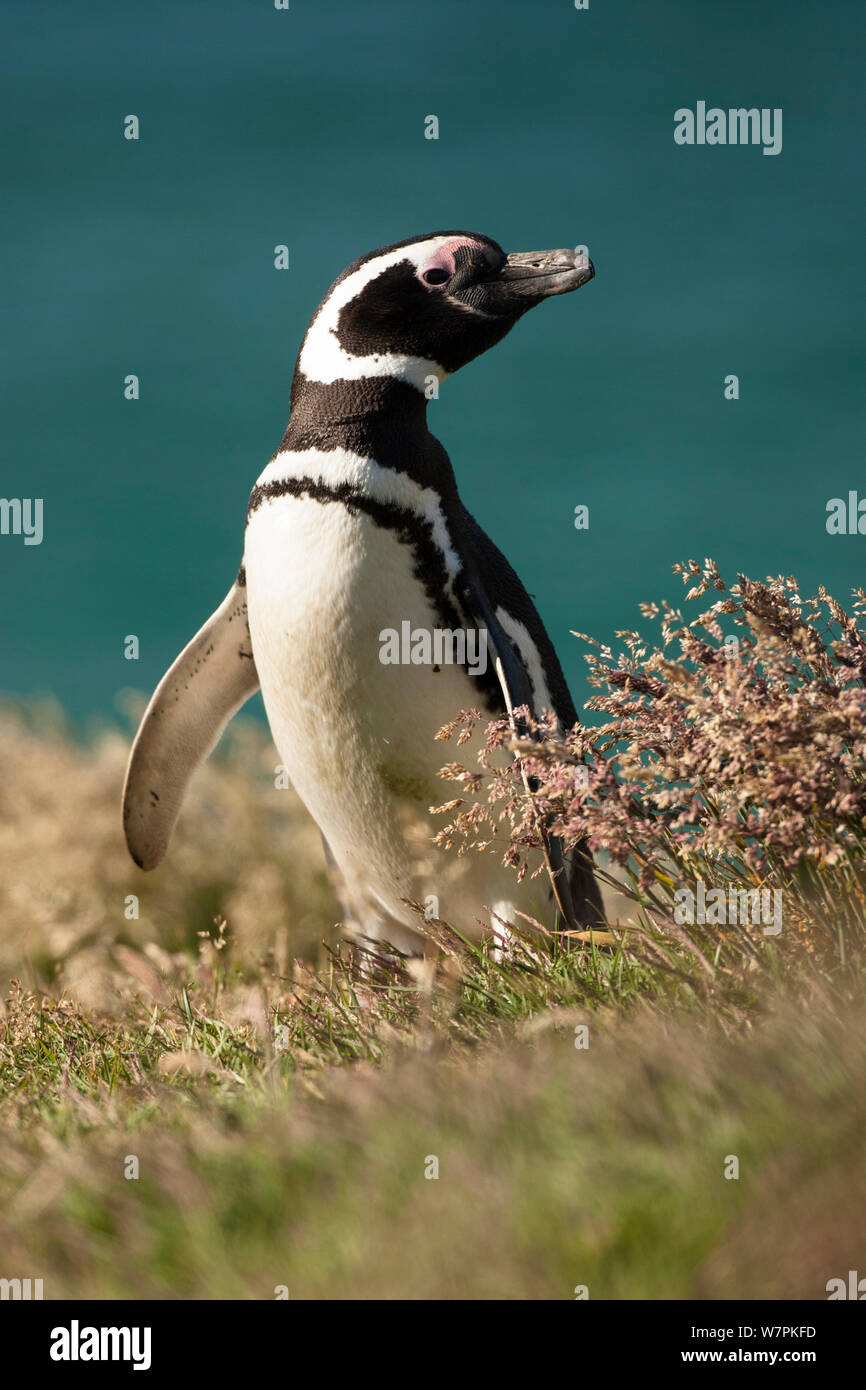 Magellanic Penguin (Spheniscus magellanicus) portrait in grass, New Island, Falkland Island Stock Photo