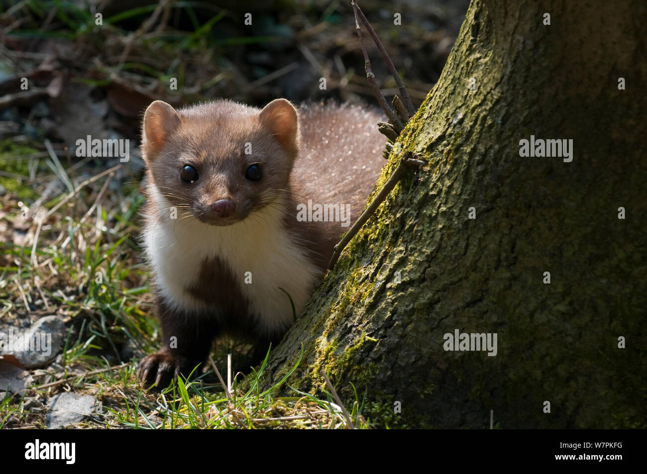 Beech Marten (Martes foina) Netherlands Stock Photo