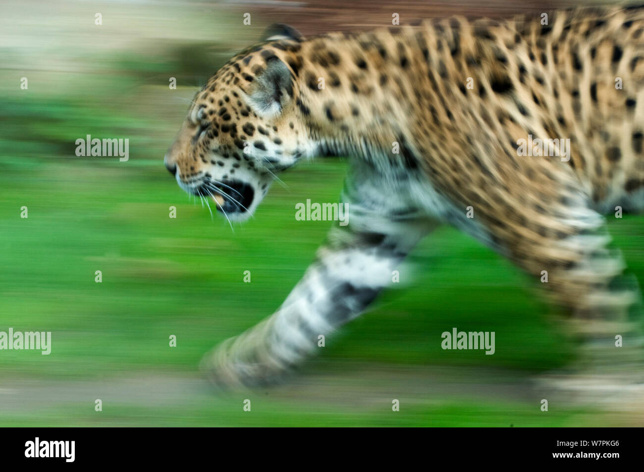 Jaguar (Panthera onca) walking profile, blurred motion, captive Stock Photo