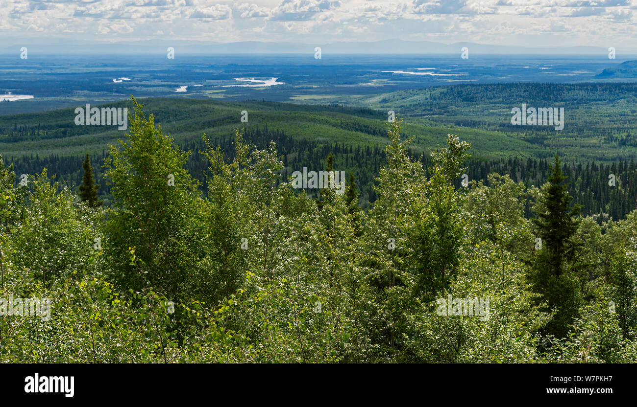 panorama of the forest of the chena river recreation area from chena hot springs looking toward Fairbanks Stock Photo