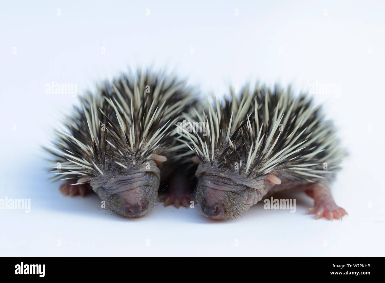 Hedgehogs (Erinaceus europaeus) one week old orphans at rescue centre, captive Stock Photo