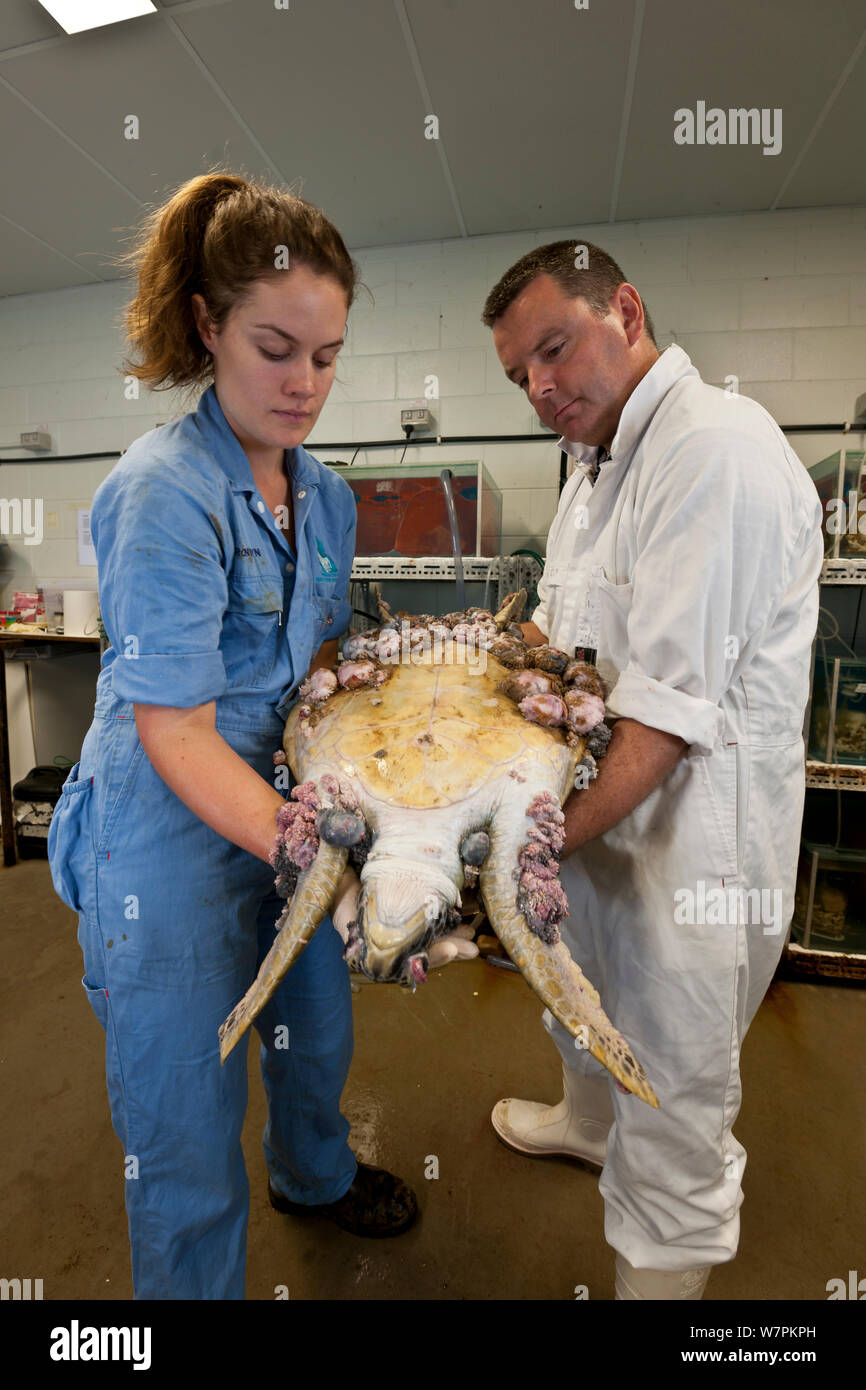 Nuclear Infested Turtle Infected turtle hi-res stock photography and images - Alamy