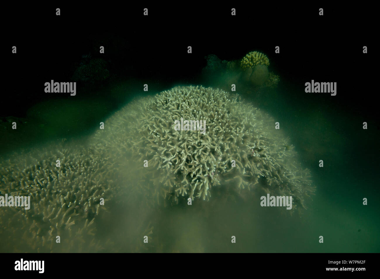 Acropora corals spawning at night, Great Barrier Reef, Queensland, Australia Stock Photo