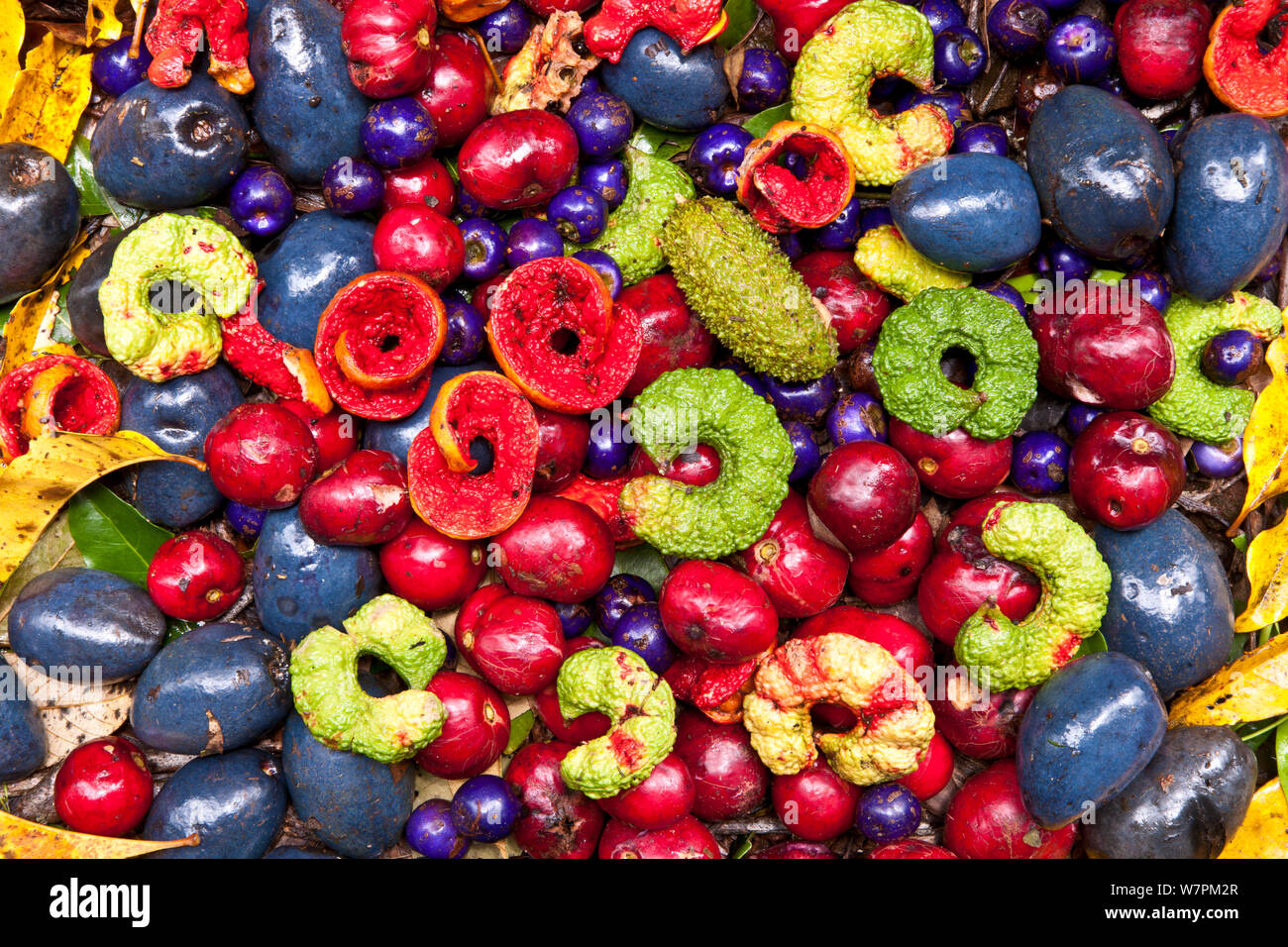 Tropical fruit australia hires stock photography and images Alamy