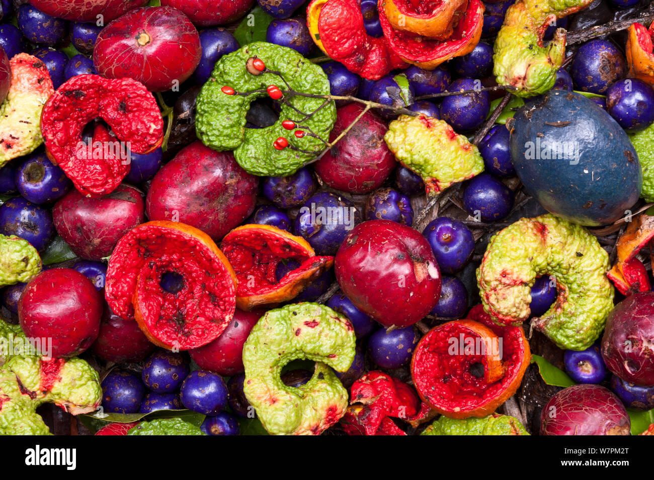 Queensland Tropical Fruit