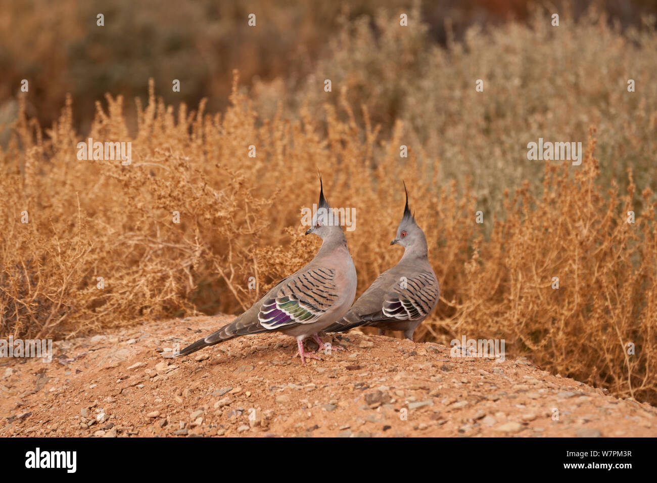 Crested Pigeons (Ocyphaps lophotes) in the desert, South Australia, Australia Stock Photo