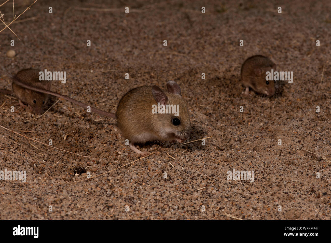 Desert Mouse (Pseudomys desertor) South Australia, Australia. Endemic Stock Photo