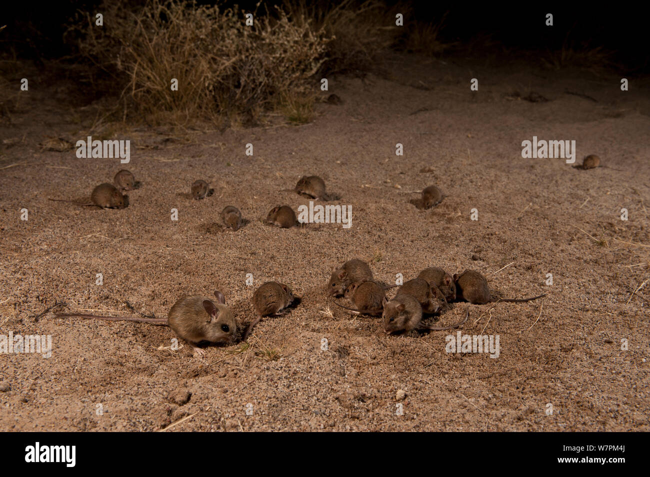 Desert Mouse (Pseudomys desertor) large group,  South Australia, Australia. Endemic. Stock Photo