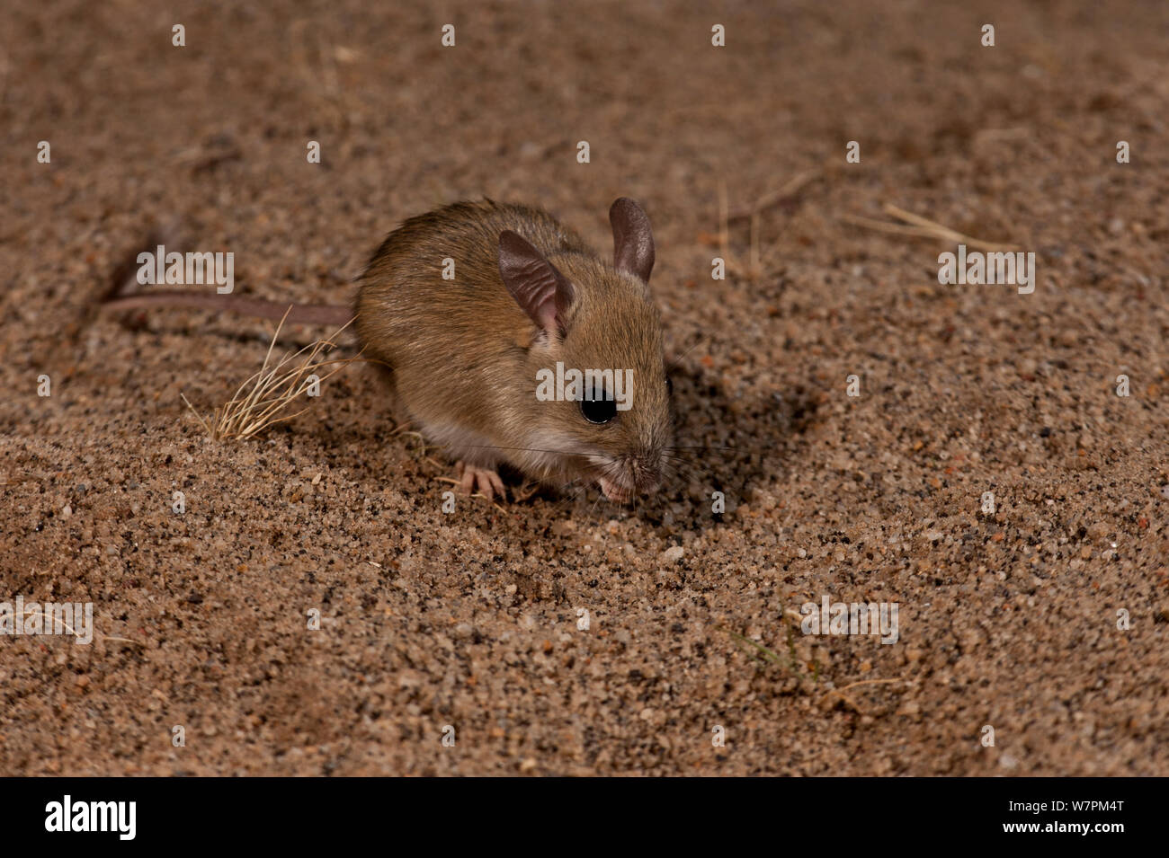 Dusky Hopping Mouse (Notomys fuscus) Halligan Bay, Lake Eyre National Park, South Australia. Vulnerable species. Stock Photo