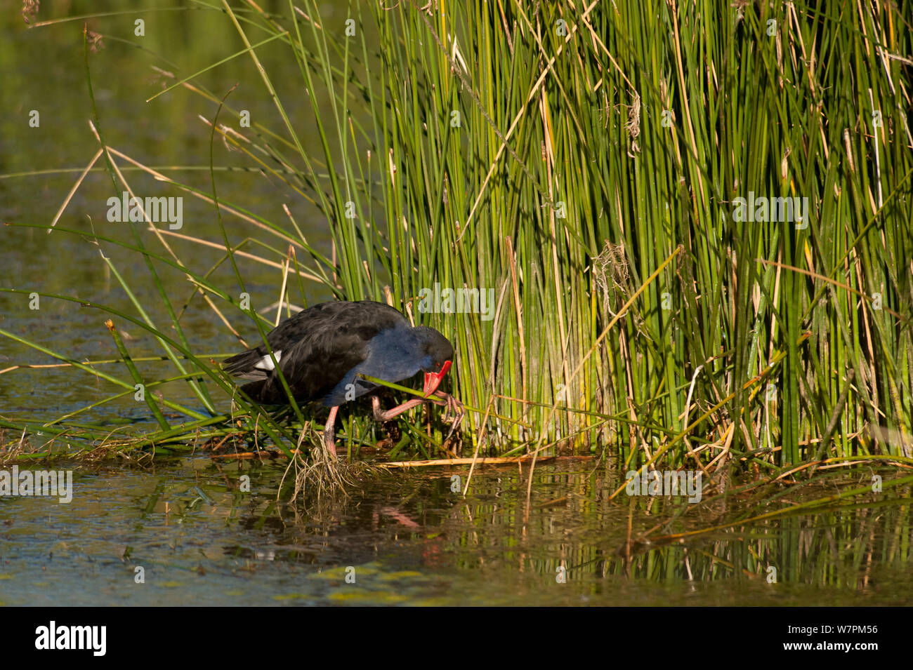 Purple Swamphen (Porphyrio porphyrio) in the wetlands of Muloorina Station near Lake Eyre South, South Australia, Australia Stock Photo