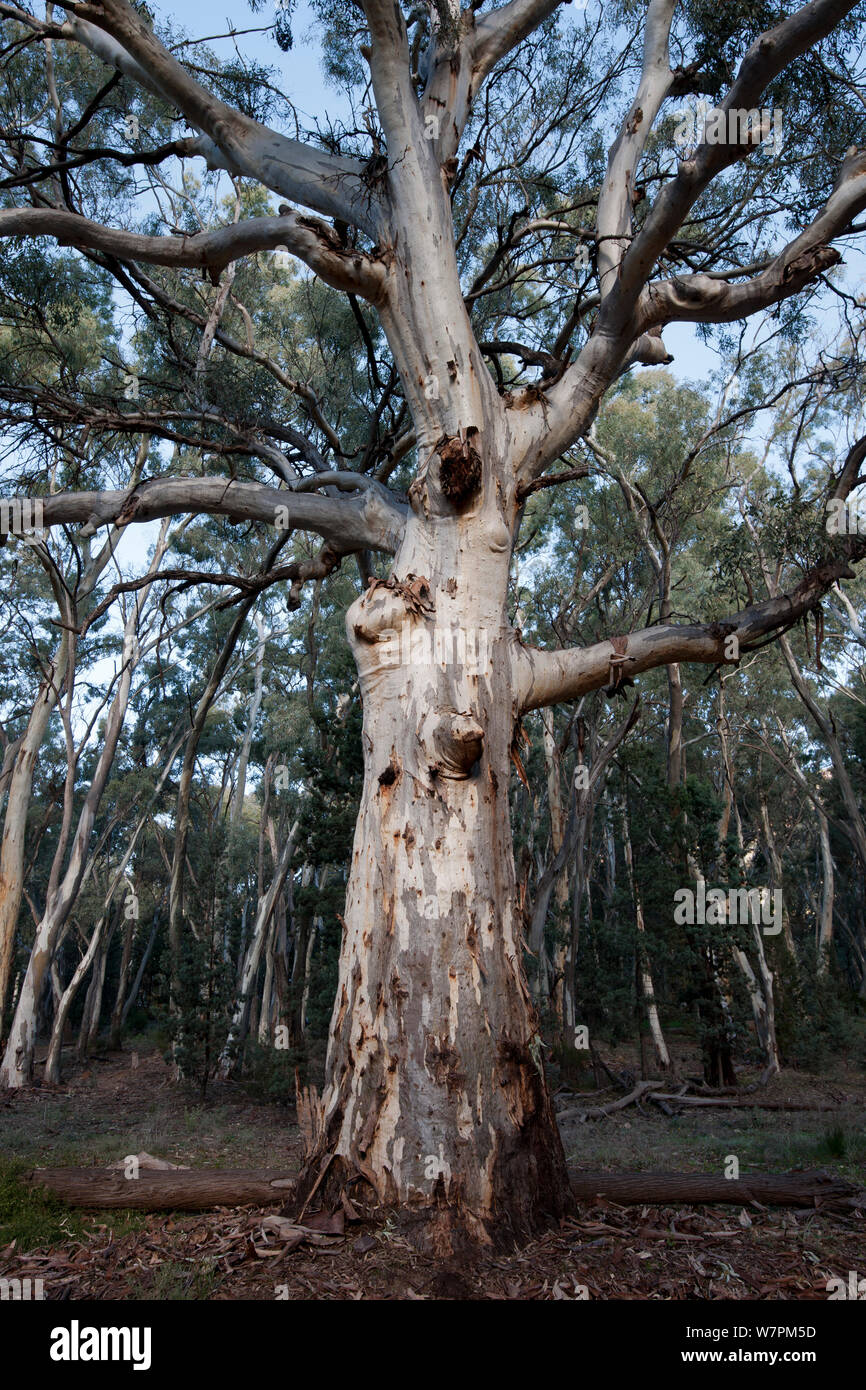 River Red Gum (Eucalyptus camaldulensis) from Wilpena Pound, Flinders Ranges National Park, South Australia, Australia Stock Photo