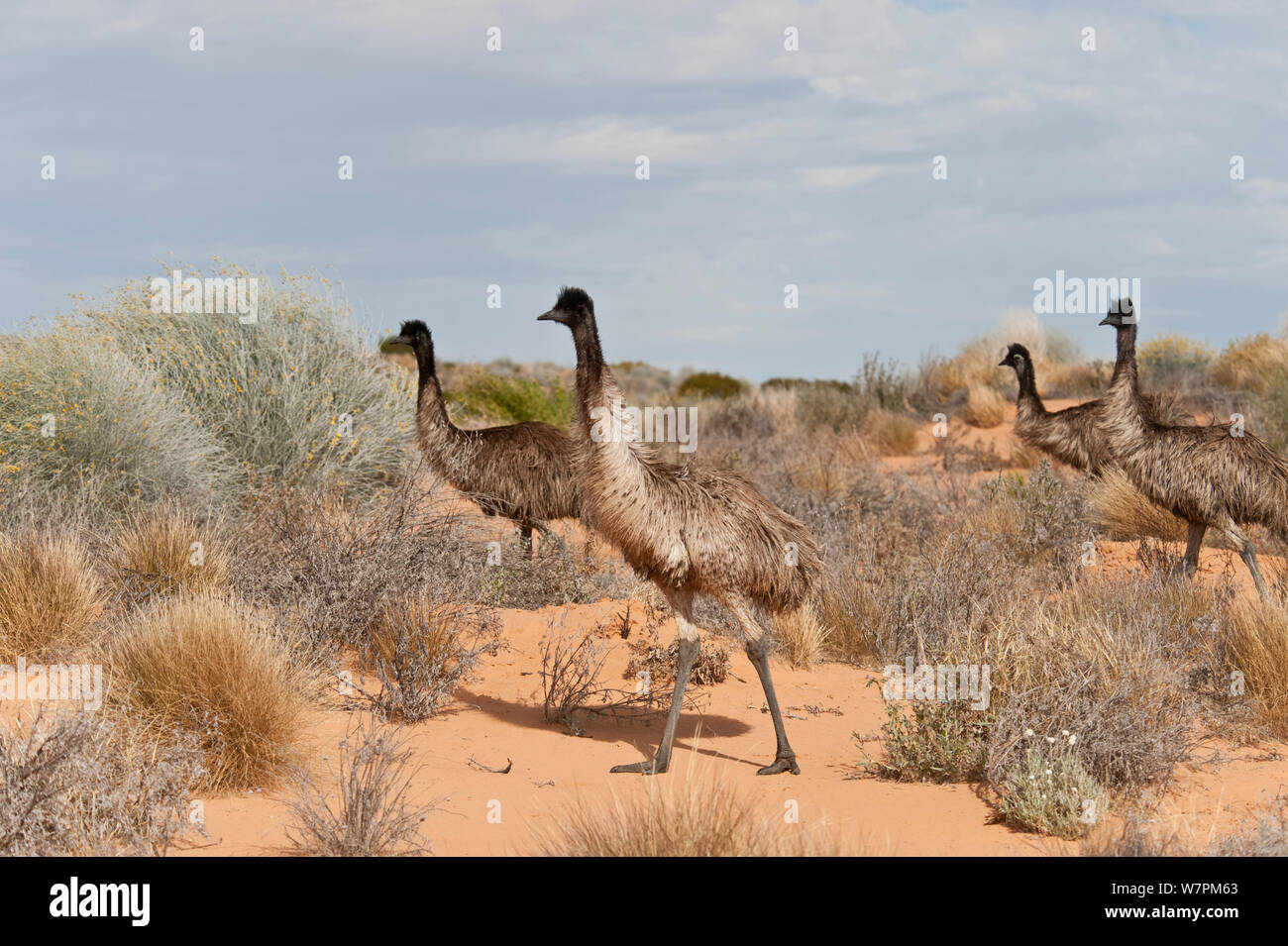 Emu (Dromaius novaehollandiae) mob in the outback, South Australia, Australia Stock Photo