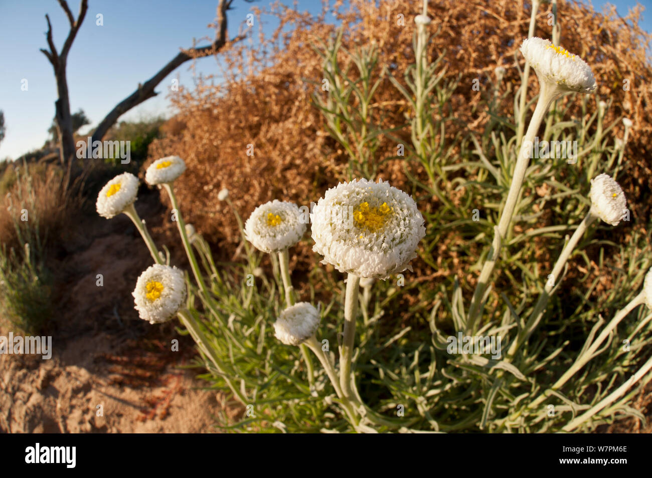 Poached egg daisies (Polycalymma stuartii) growing in Australian desert, South Australia, Australia Stock Photo