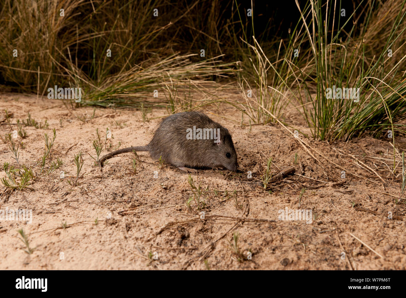 Long Haired Rat Rattus Villosissimus Mungerannie Waterhole