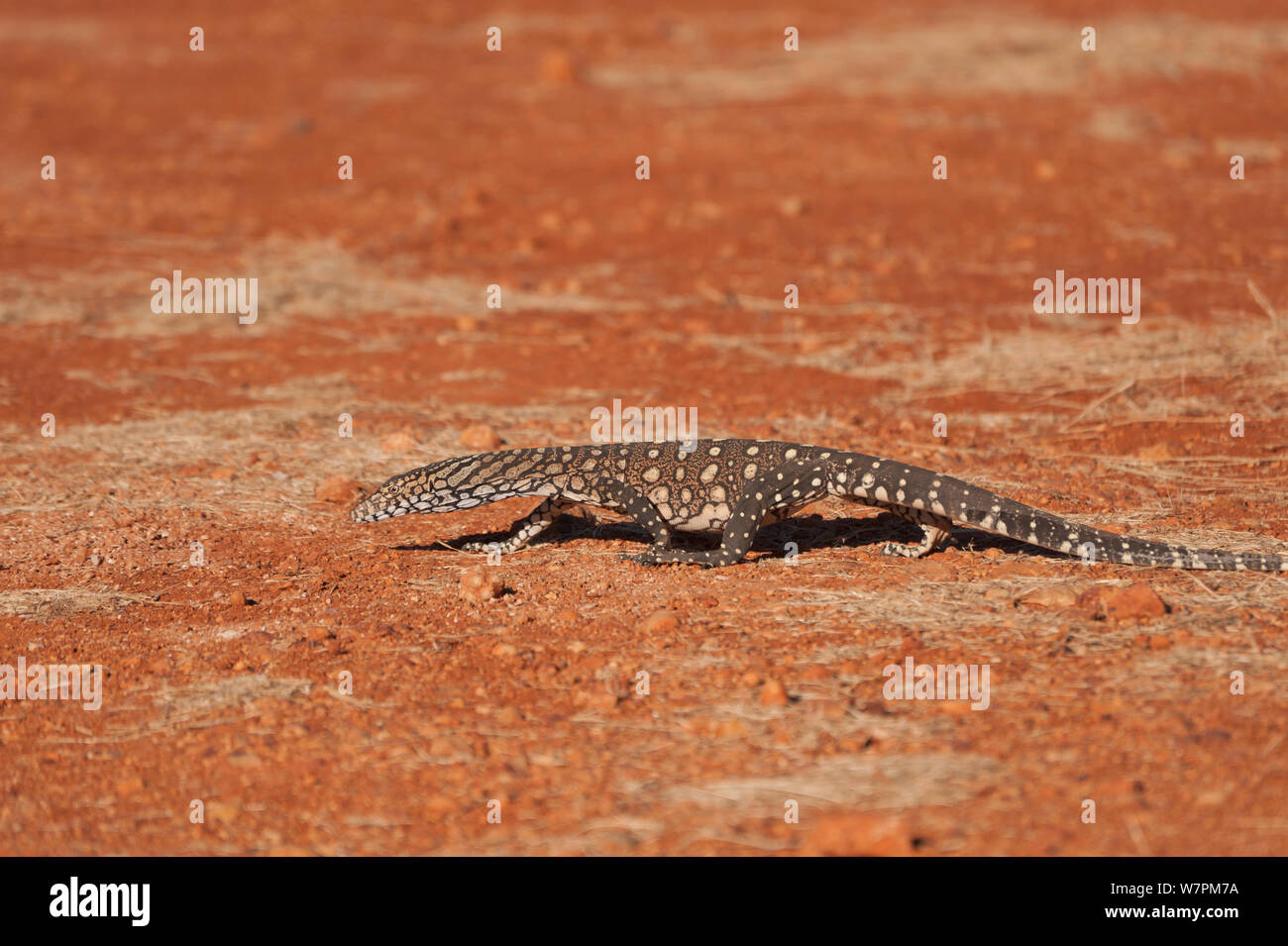 Juvenile Perentie monitor lizard (Varanus gigantus) walking through