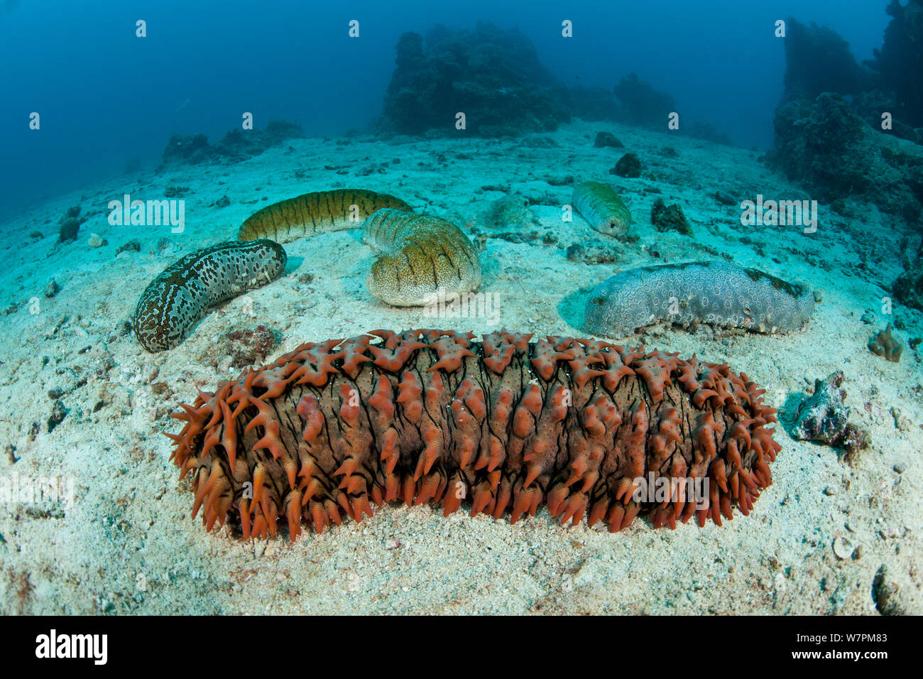 Sea cucumber hires stock photography and images Alamy