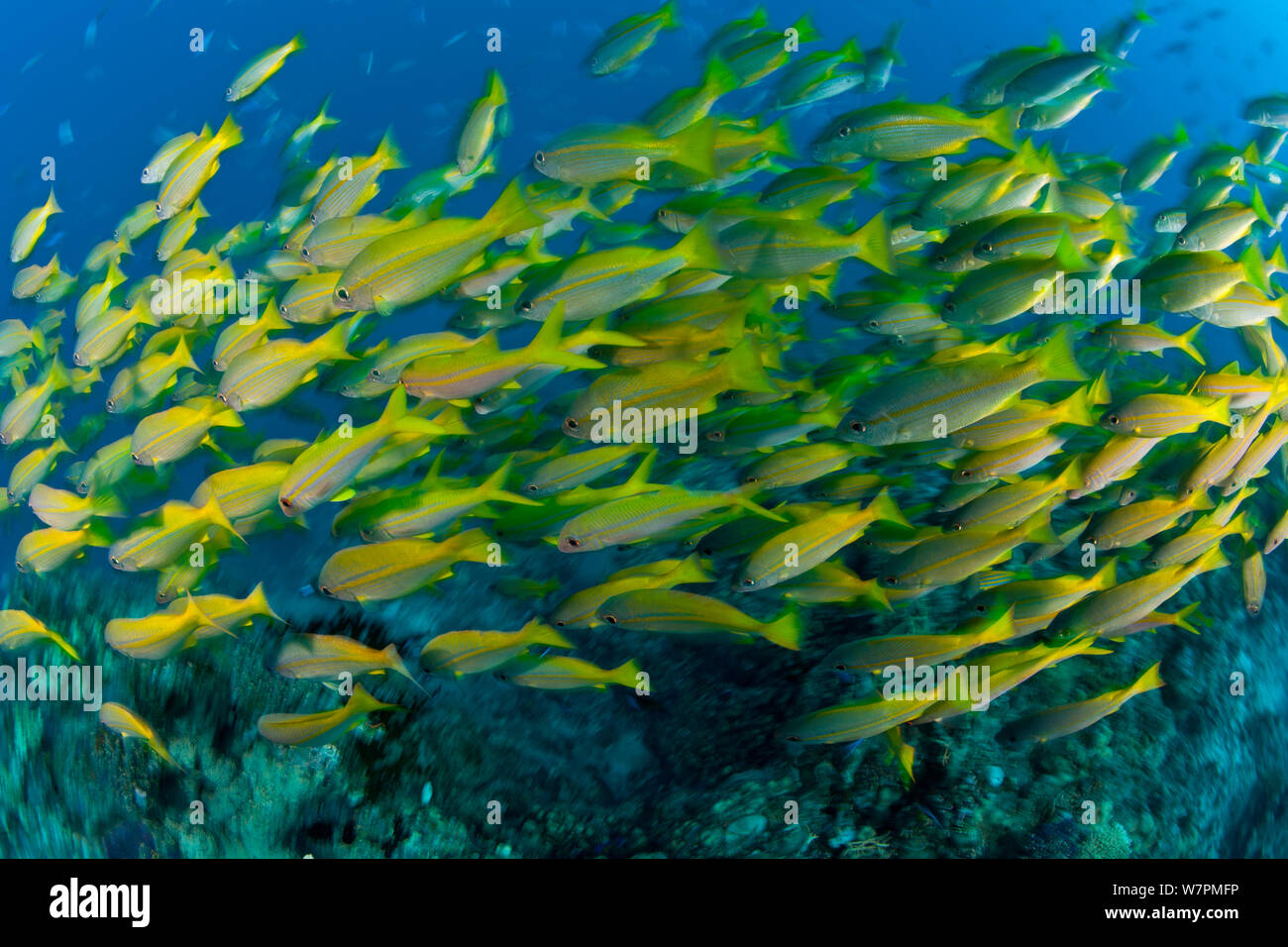 A school of Bigeye snapper {Lutjanus lutjanus}, mixed with Yellowfin goatfish (Mulloidchthys vanicolensis) Great Barrier Reef, Australia Stock Photo