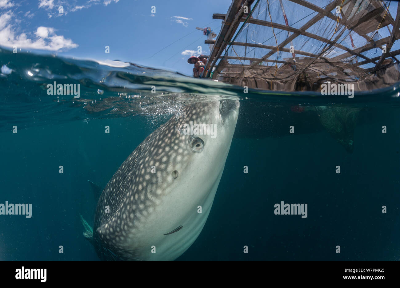 Whale shark (Rhincodon typus) near a fishing device called ‘Bagan’, a stationary outrigger boat, with a net between outriggers and strong light at night to attract anchovies and scad. The whale sharks are attracted by the fish that is discarded in the morning. Cenderawasih Bay, Papua Province, Indonesia Stock Photo