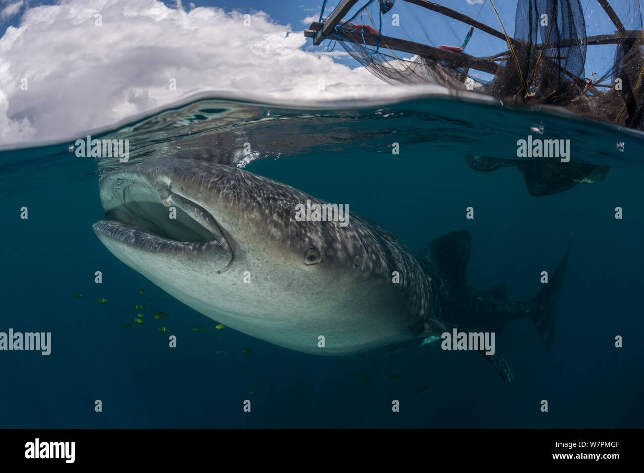 Underwater fishing nets hires stock photography and images Alamy