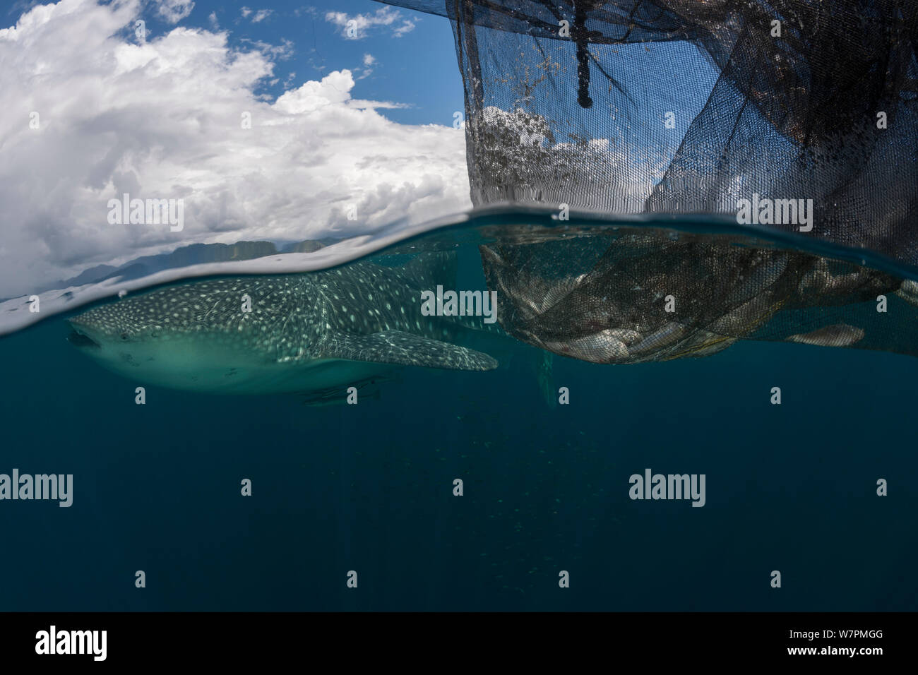 Underwater fishing nets hires stock photography and images Alamy