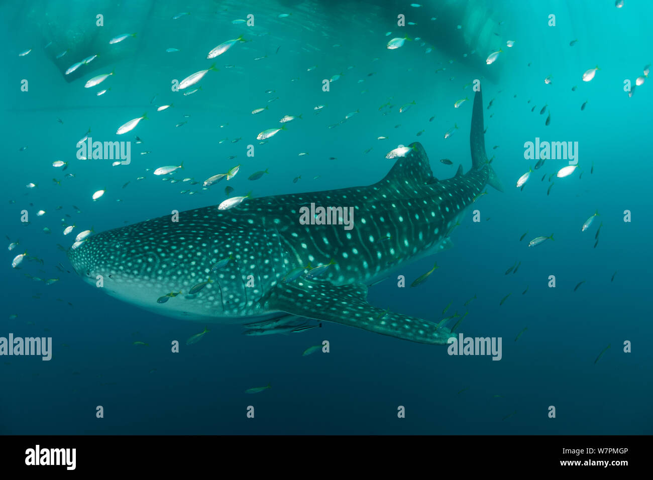 Whale shark (Rhincodon typus) near a fishing device called ‘Bagan’, a
