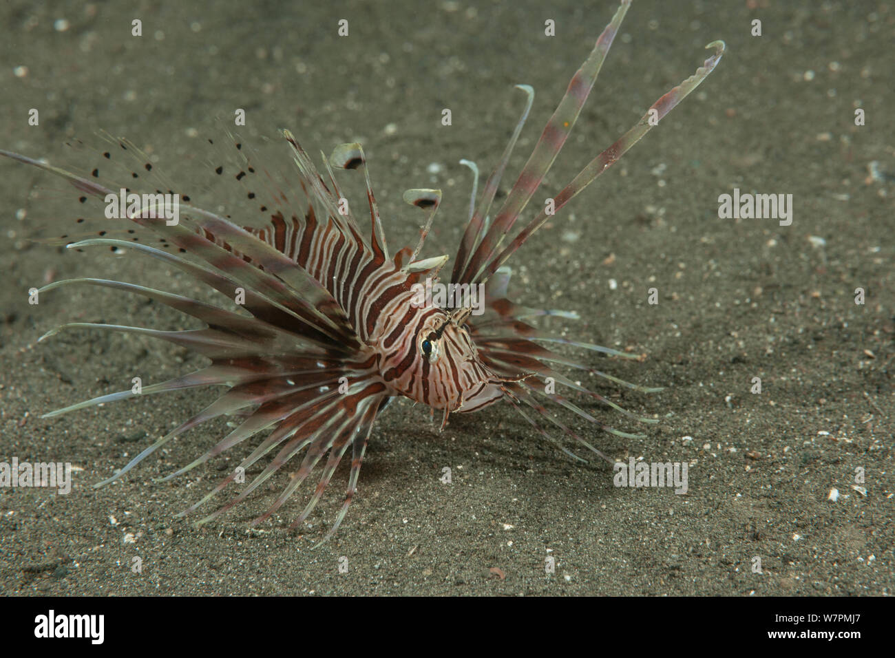Lionfish (Pterois sp) from Batanta Island,  Raja Ampat Islands in Papua province, Indonesia. Stock Photo
