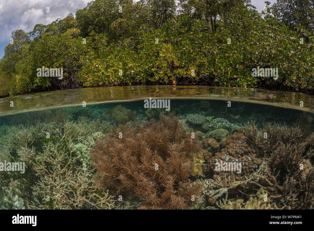 Coral reef split level with mangroves. Raja Ampat, West Papua, Indonesia Stock Photo
