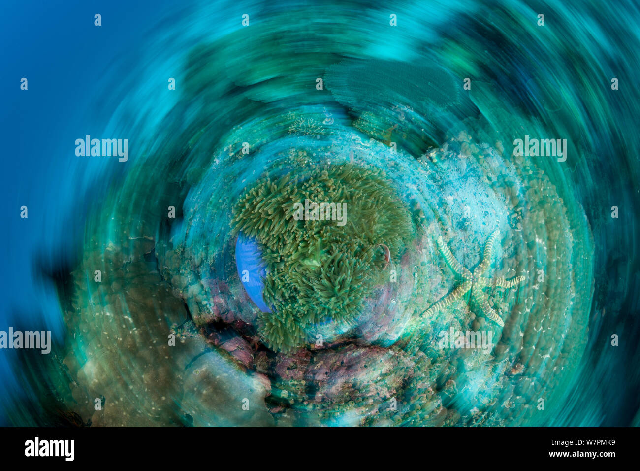 Anemone and starfish in the reef in circular motion blur, Raja Ampat, West Papua, Indonesia Stock Photo