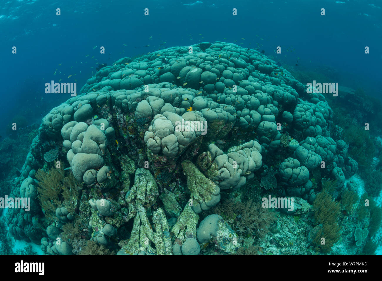 Massive boulder coral (Gardineroseris planulata) Raja Ampat, West Papua, Indonesia Stock Photo