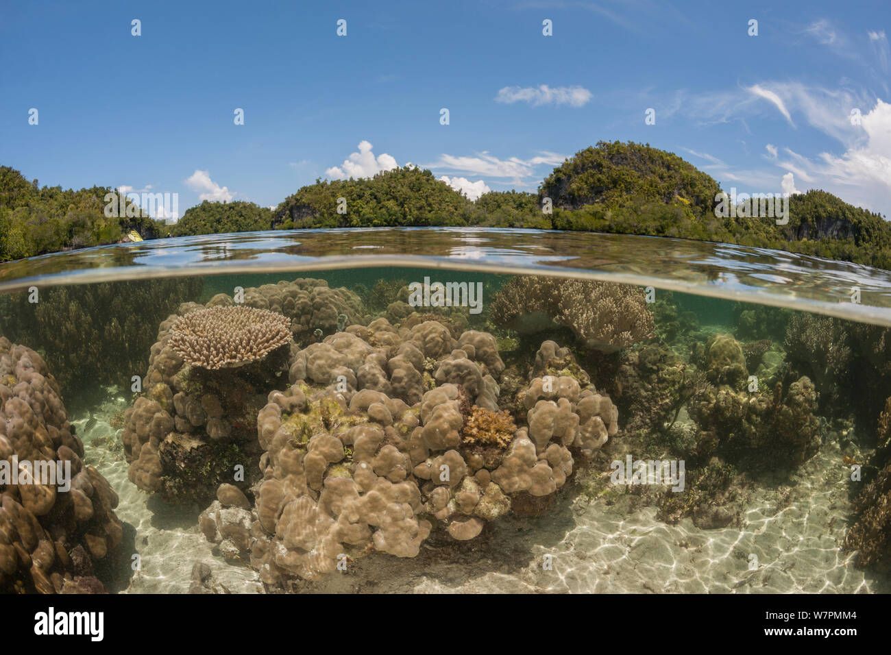 Coral reef split level with mangroves. Raja Ampat, West Papua, Indonesia, February 2012 Stock Photo