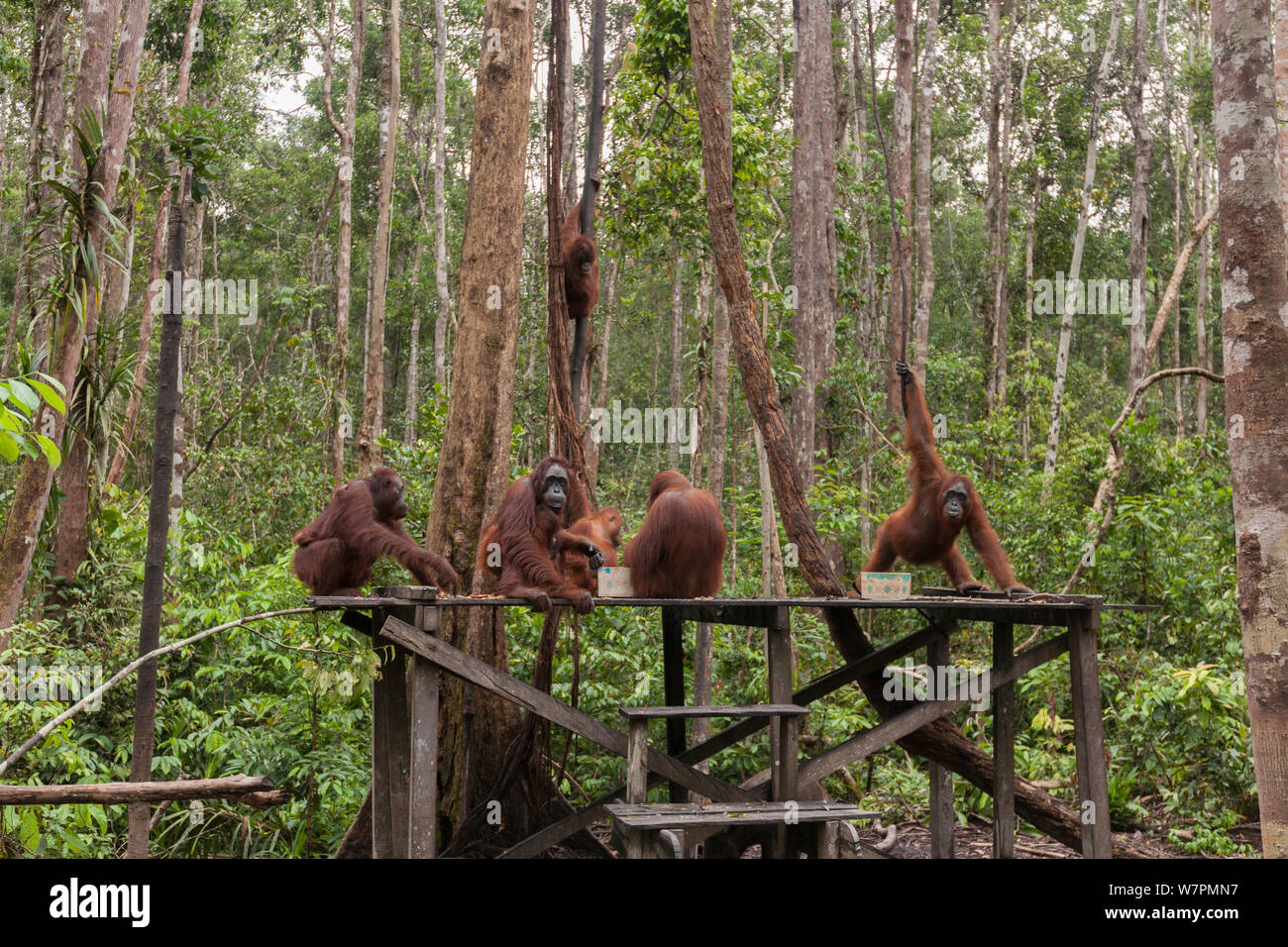 Bornean Orangutans (Pongo pygmaeus wurmbii) - drink milk from the Camp Leakey feeding platform.  Tanjung Puting National Park, Borneo, Central Kalimantan, Indonesia Stock Photo