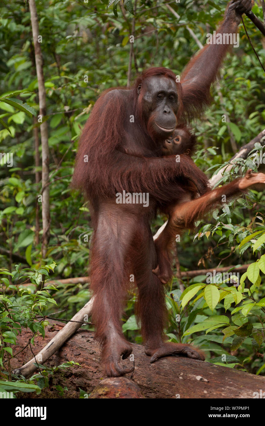 Bornean Orangutan (Pongo pygmaeus wurmbii) - mother and baby, Tanjung Puting National Park, Borneo, Central Kalimantan, Indonesia Stock Photo