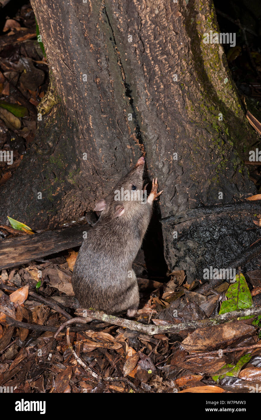 Bandicoots hi-res stock photography and images - Alamy