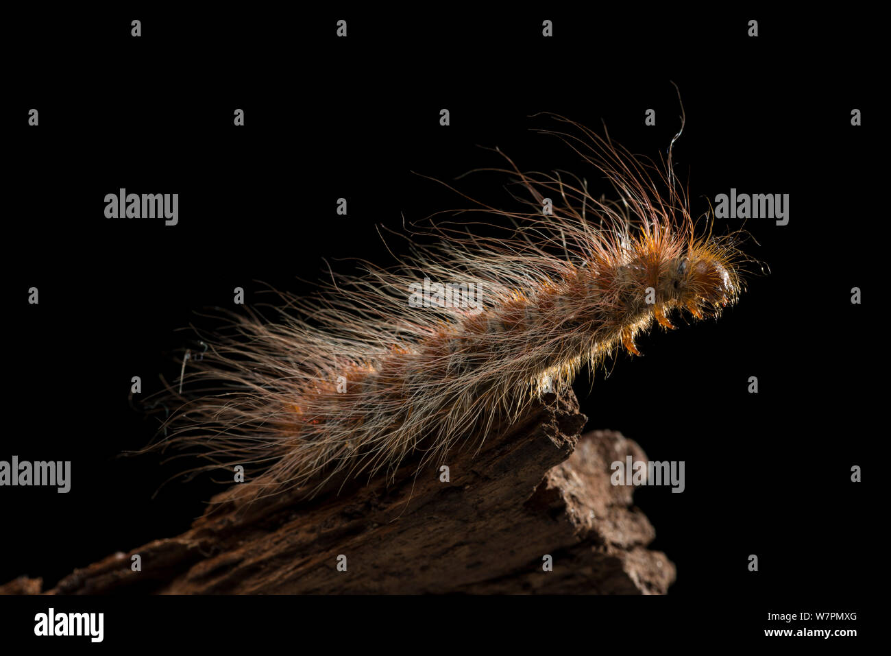 Hairy Catepillar, Atherton Tablelands, Queensland, Australia Stock Photo