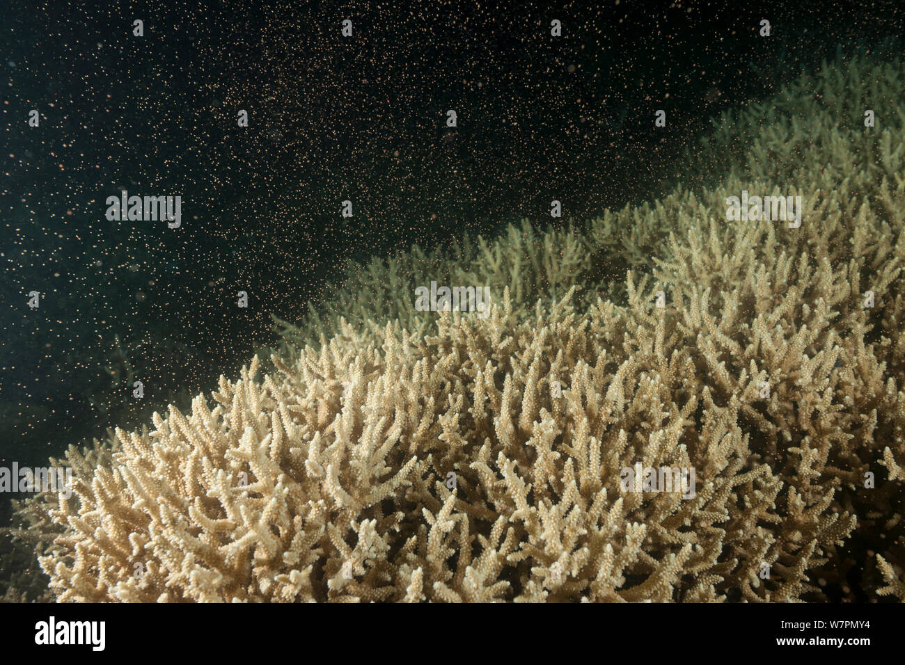 Staghorn coral (Acropora cervicornis) spawning during the annual mass coral spawning event, in November, Great Barrier Reef, Queensland, Australia Stock Photo