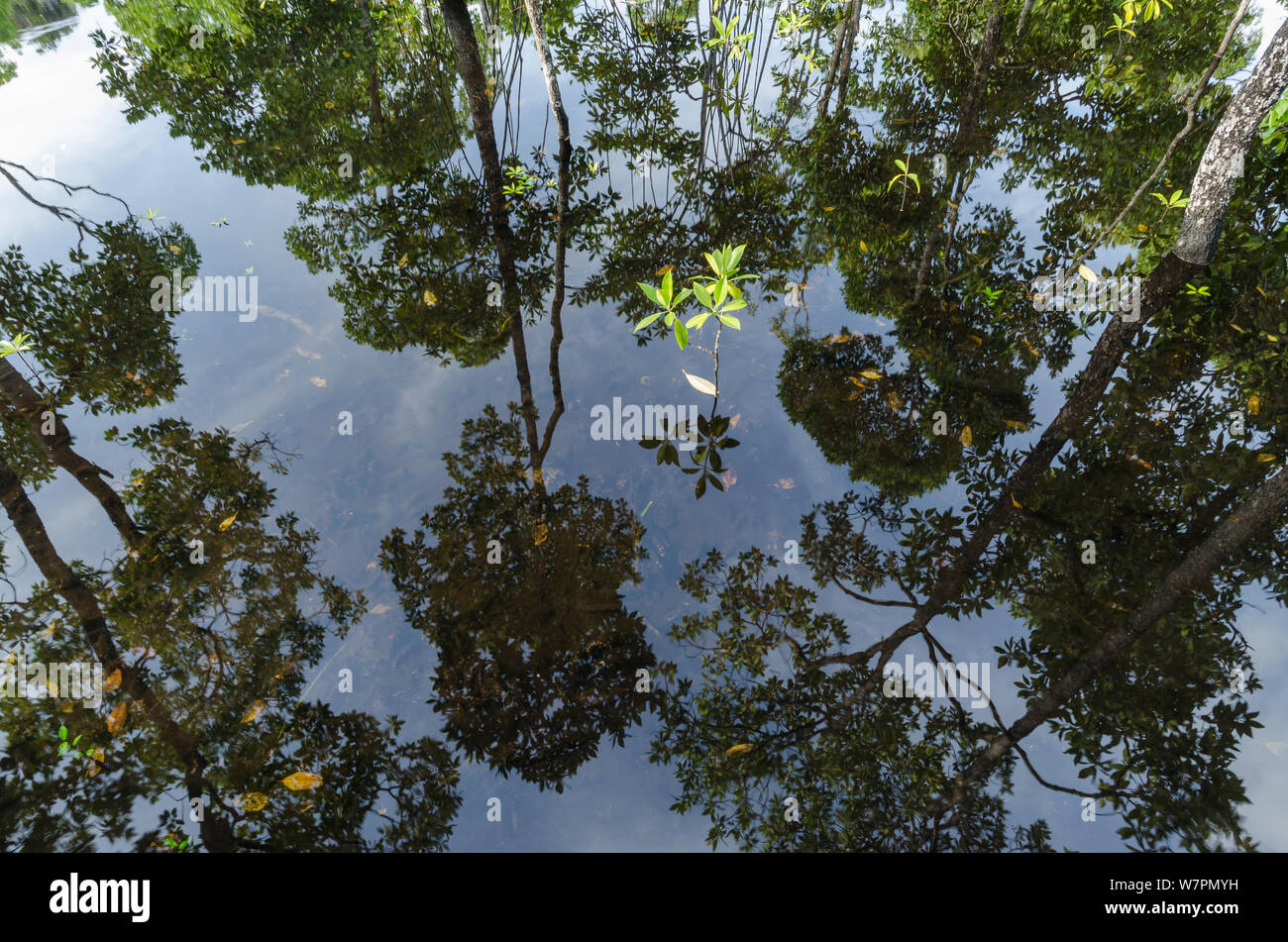 Mangrove forest reflected in water at high tide, Raja Ampat, West Papua, Indonesia Stock Photo