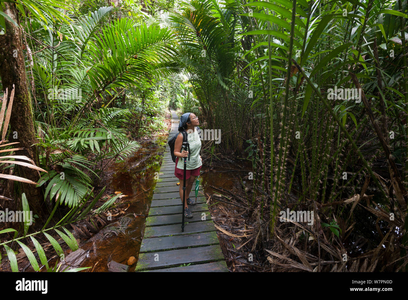 Tourist walking the forest boardwalk of Bako National Park, Sarawak, Borneo, March 2012. Model released. Stock Photo