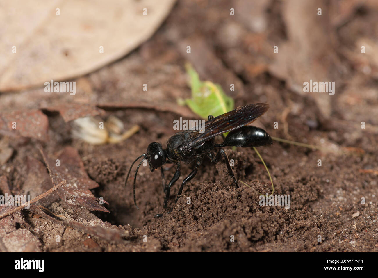 Scoliid wasp (Scoliidae) by burrow, Tanjung Puting National Park, Borneo, Central Kalimantan, Indonesia Stock Photo