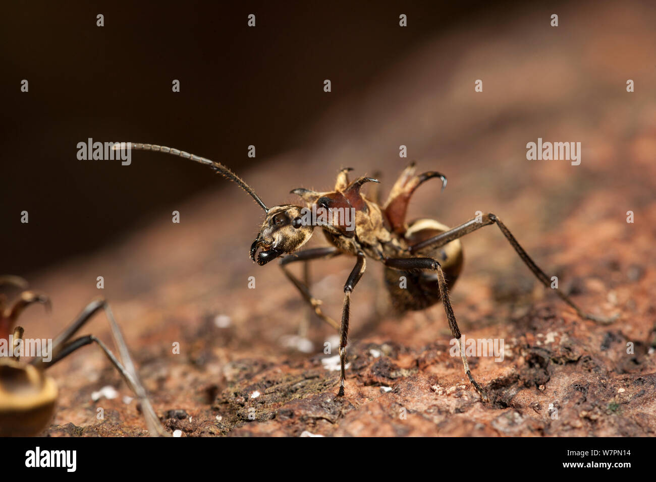 Ant (Polyrhachis ypsilon) missing an antennae, a monomorphic ant with a