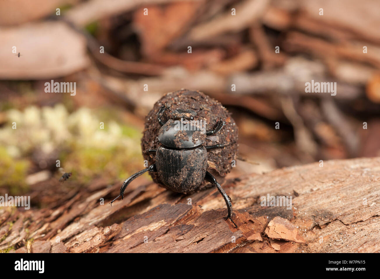 Scarab beetles (Scarabaeidae) rolling ball of dung, Tanjung Puting National Park, Borneo, Central Kalimantan, Indonesia Stock Photo