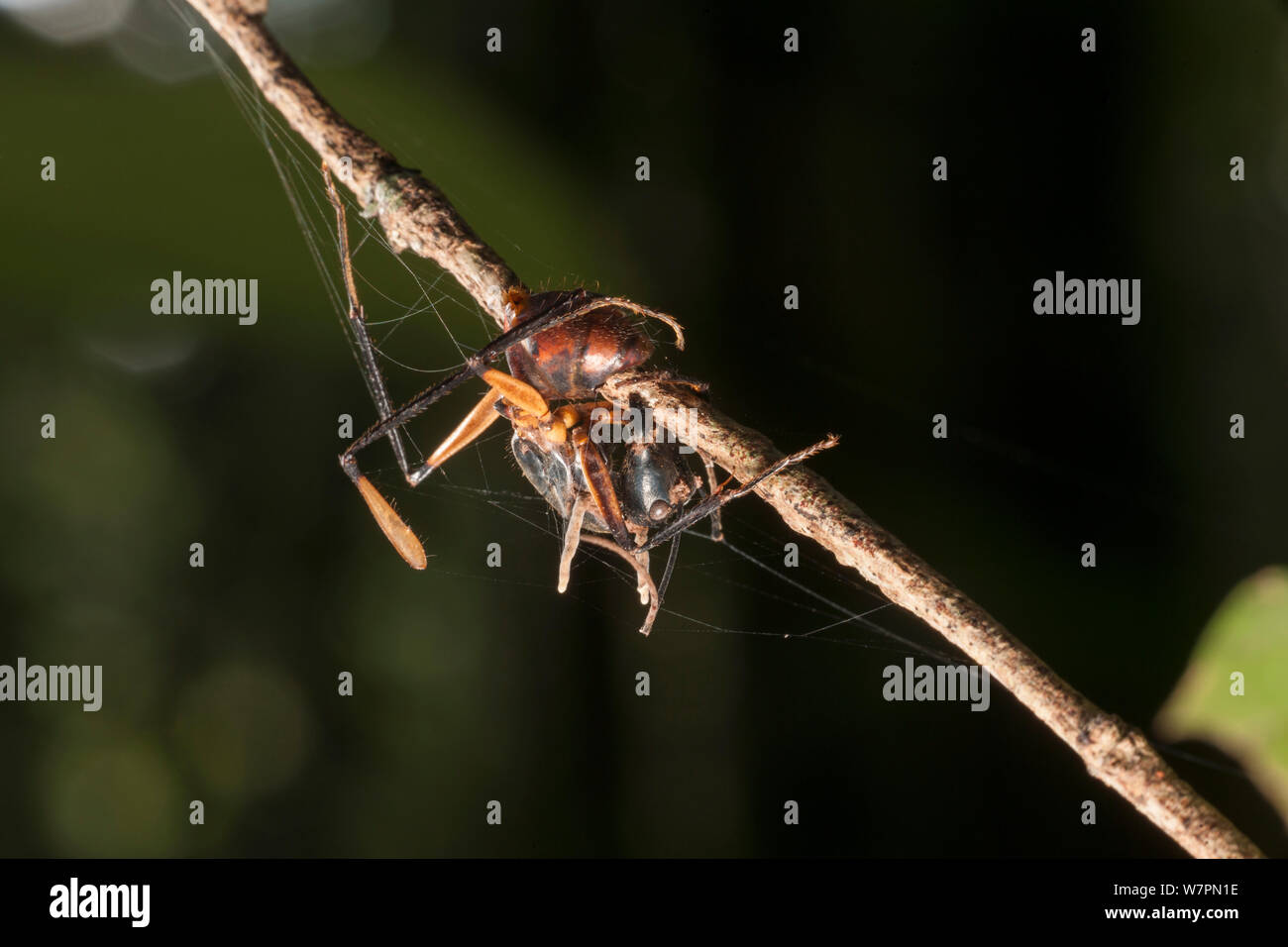 Dead ant (Formicidae sp) infected by  Ophiocordyceps fungus. Tanjung Puting National Park, Borneo, Central Kalimantan, Indonesia Stock Photo