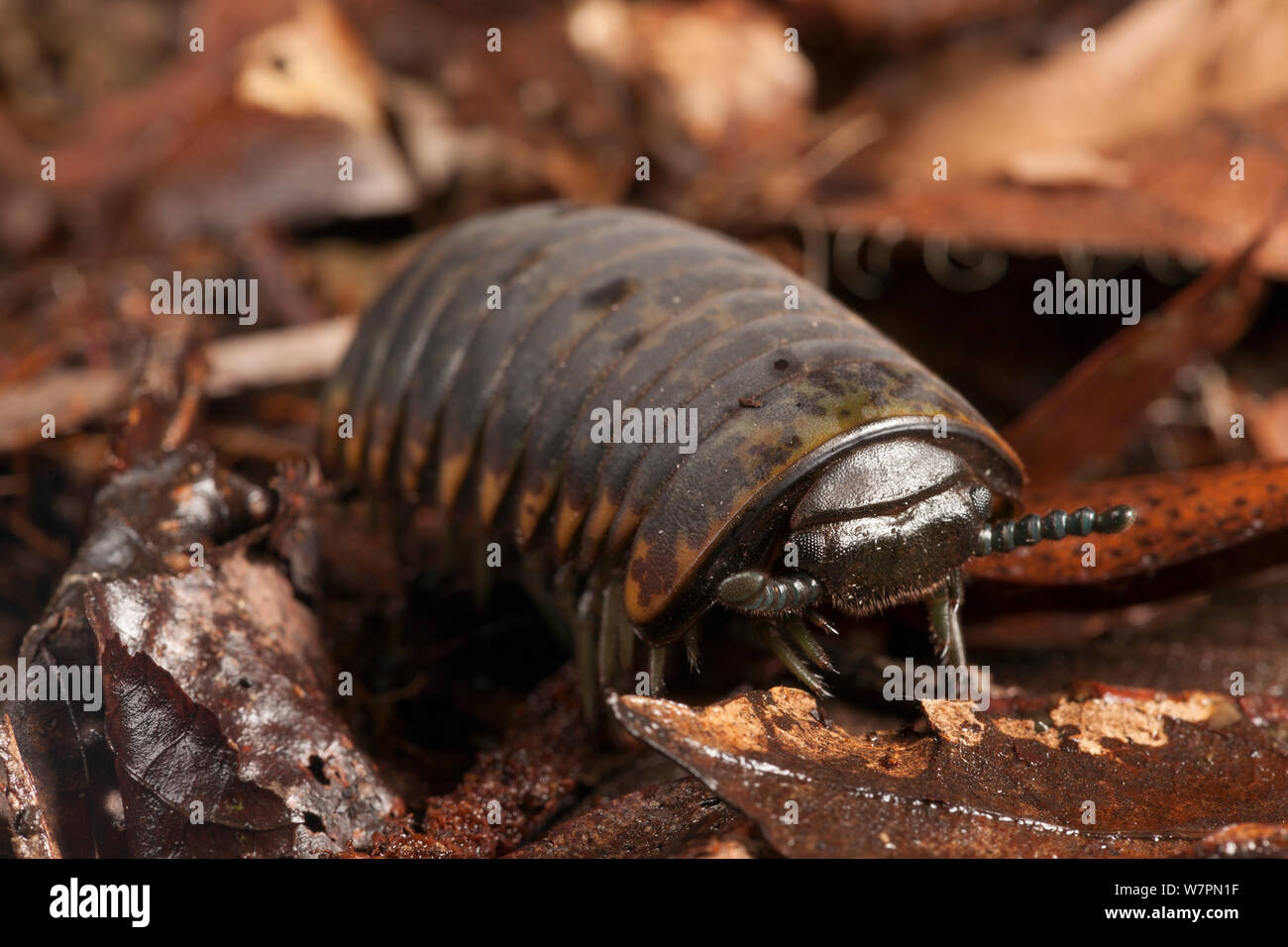 Pill bug (Armadillidium sp) on forest floor, Tanjung Puting National Park, Borneo, Central Kalimantan, Indonesia Stock Photo