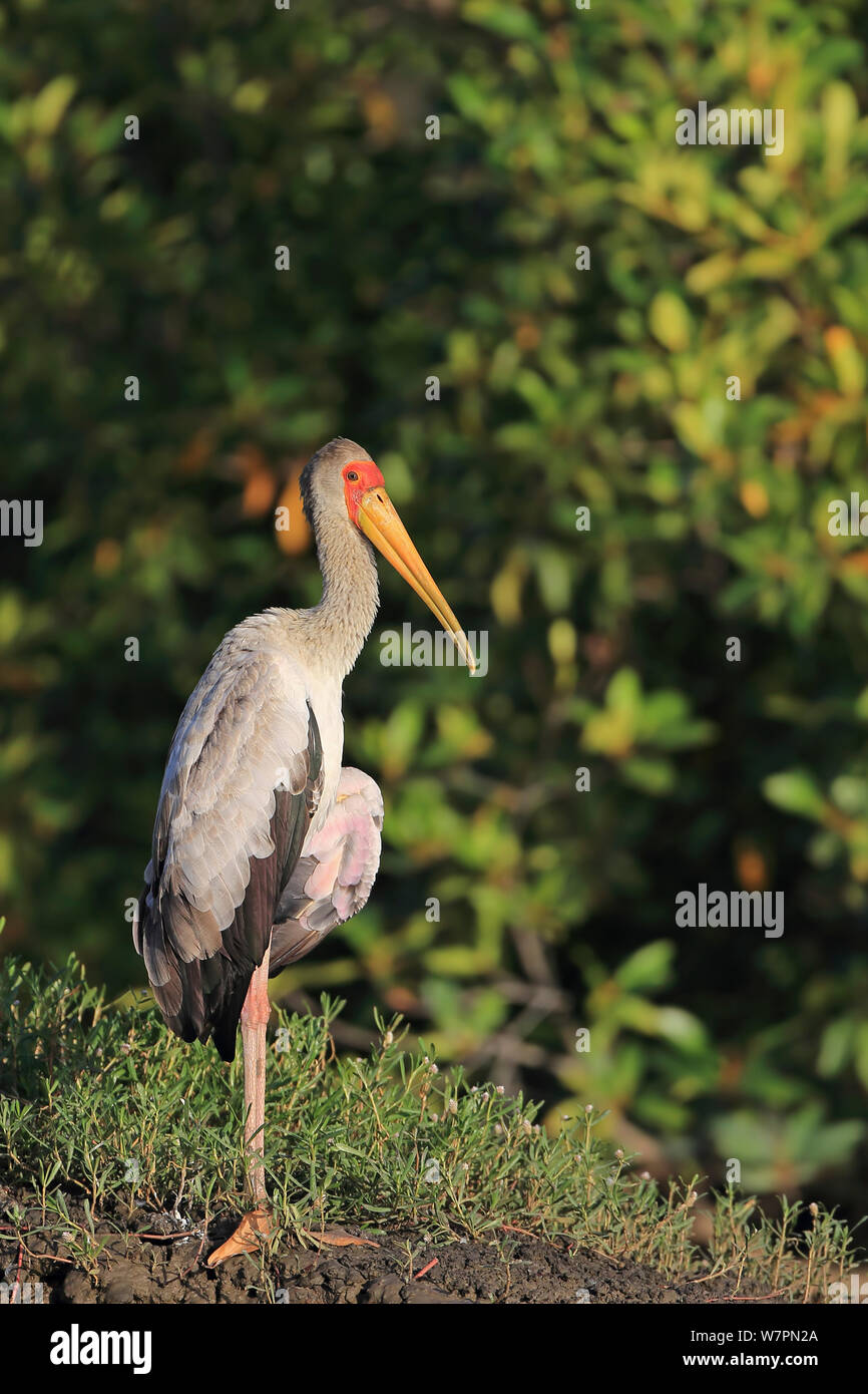 Yellow-billed Stork (Mycteria ibis) standing on one leg, The Gambia Stock Photo